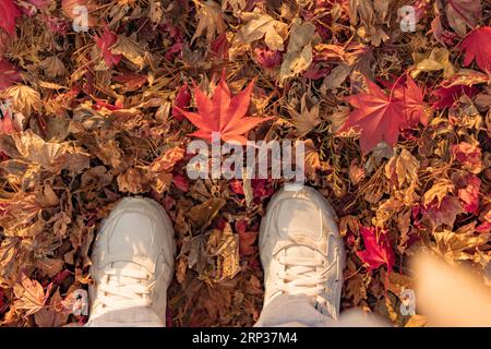 Les pieds d'une personne en baskets blanches debout sur des feuilles d'automne tombées, montrant une feuille d'érable rouge tombée Banque D'Images