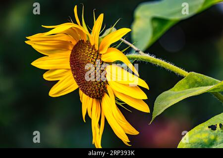 Fleur de tournesol jaune isolée devant les feuilles vertes et la nature dans le jardin, Allemagne Banque D'Images