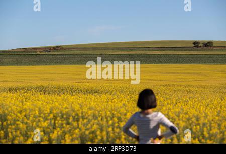 (181001) -- NOUVELLE-GALLES DU SUD, 1 octobre 2018 -- photo prise sur Spet. 30, 2018 montre la vue d'un champ de canola à Cowra Town, Nouvelle-Galles du Sud, Australie. )(rh) AUSTRALIE-NOUVELLE GALLES DU SUD-FLEURS BaixXuefei PUBLICATIONxNOTxINxCHN Banque D'Images