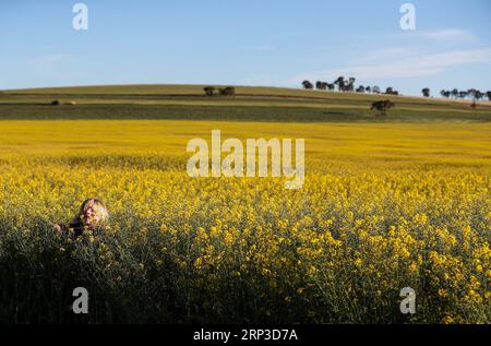 (181001) -- NOUVELLE-GALLES DU SUD, 1 octobre 2018 -- photo prise sur Spet. 30, 2018 montre la vue d'un champ de canola à Cowra Town, Nouvelle-Galles du Sud, Australie. )(rh) AUSTRALIE-NOUVELLE GALLES DU SUD-FLEURS BaixXuefei PUBLICATIONxNOTxINxCHN Banque D'Images