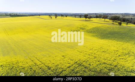 (181001) -- NOUVELLE-GALLES DU SUD, 1 octobre 2018 -- photo prise sur Spet. 30, 2018 montre la vue d'un champ de canola à Cowra Town, Nouvelle-Galles du Sud, Australie. )(rh) AUSTRALIE-NOUVELLE GALLES DU SUD-FLEURS BaixXuefei PUBLICATIONxNOTxINxCHN Banque D'Images