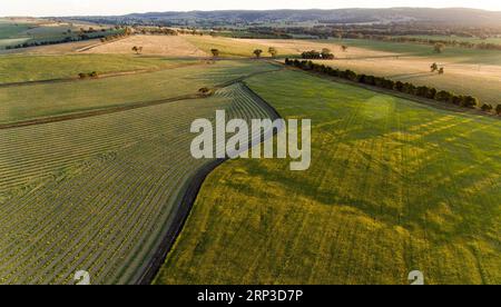 (181001) -- NOUVELLE-GALLES DU SUD, 1 octobre 2018 -- photo prise sur Spet. 30, 2018 montre la vue d'un champ de canola à Cowra Town, Nouvelle-Galles du Sud, Australie. )(rh) AUSTRALIE-NOUVELLE GALLES DU SUD-FLEURS BaixXuefei PUBLICATIONxNOTxINxCHN Banque D'Images