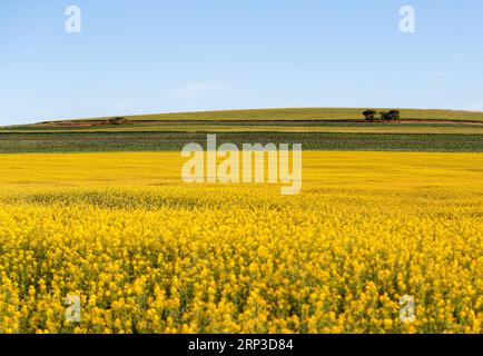 (181001) -- NOUVELLE-GALLES DU SUD, 1 octobre 2018 -- photo prise sur Spet. 30, 2018 montre la vue d'un champ de canola à Cowra Town, Nouvelle-Galles du Sud, Australie. )(rh) AUSTRALIE-NOUVELLE GALLES DU SUD-FLEURS BaixXuefei PUBLICATIONxNOTxINxCHN Banque D'Images