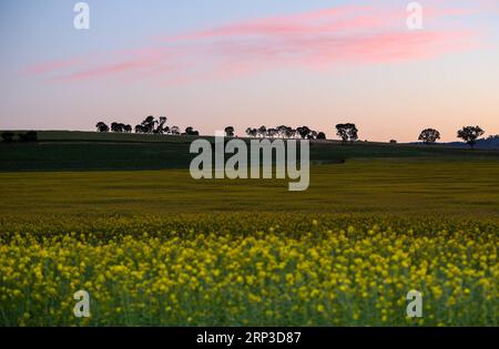 (181001) -- NOUVELLE-GALLES DU SUD, 1 octobre 2018 -- photo prise sur Spet. 30, 2018 montre la vue d'un champ de canola à Cowra Town, Nouvelle-Galles du Sud, Australie. )(rh) AUSTRALIE-NOUVELLE GALLES DU SUD-FLEURS BaixXuefei PUBLICATIONxNOTxINxCHN Banque D'Images