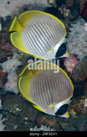 Paire de panda Butterflyfish, Chaetodon adiergastos,, site de plongée de Dropoff, Tulamben, Karangasem, Bali, Indonésie Banque D'Images