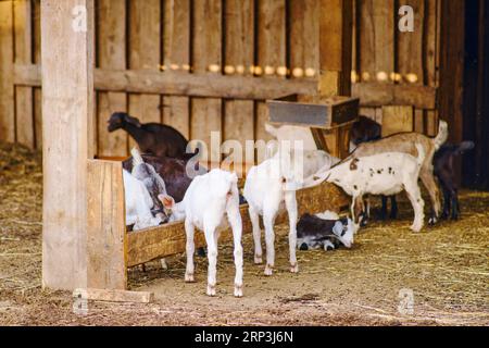 Le groupe de bébés chèvres domestiquées grignotent joyeusement le foin de la crèche dans leur étal. Banque D'Images