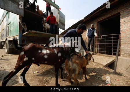 (181010) -- KATMANDOU, 10 octobre 2018 -- des vendeurs tirent des chèvres pour les vendre sur un marché de bétail pour le festival Dashain à Katmandou, Népal, le 10 octobre 2018.) (Jmmn) NÉPAL-KATMANDOU-MARCHÉ DE CHÈVRE-DASHAIN FESTIVAL sulavxshrestha PUBLICATIONxNOTxINxCHN Banque D'Images