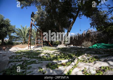 (181010) -- GAZA, 10 octobre 2018 -- Un palestinien récolte des olives dans un verger d'oliviers, à l'est de la ville de Gaza, le 10 octobre 2018. La saison de récolte des olives commence ici au début d'octobre jusqu'à la fin de novembre. ) (hy) MIDEAST-GAZA-OLIVE-MOISSON Stringer PUBLICATIONxNOTxINxCHN Banque D'Images
