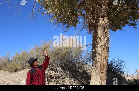 (181012) -- BANNIÈRE EJINA, 12 octobre 2018 -- Ban du, un berger de 81 ans du groupe ethnique mongol, regarde les nouvelles feuilles d'un arbre de populus euphratica, communément appelé peuplier du désert, à Ceke Gacha, de Ejina Banner, dans la région autonome de Mongolie intérieure du nord de la Chine, le 11 octobre 2018. Ceke Gacha, un village dans le désert de Badain Jaran, est connu pour son temps sec et son environnement difficile. Cependant, Ban du, contrairement à d'autres bergers, refuse de quitter sa ville natale et d'être transféré dans une maison de ville offerte par le gouvernement local. Il a contracté une prairie dans le désert et s'occupe du c Banque D'Images
