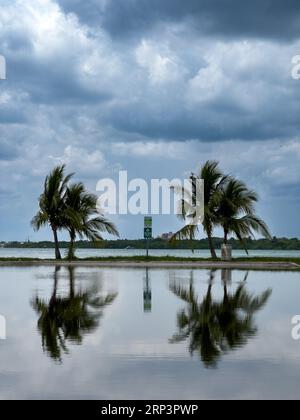 Une scène étonnante de trois arbres au bord d'un lac tranquille, avec leurs reflets parfaitement reflétés dans les eaux calmes Banque D'Images