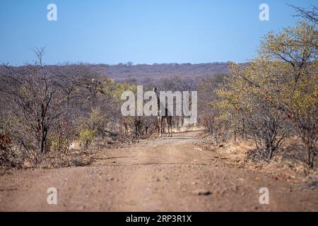 Girafe, Victoria Falls, Zimbabwe Banque D'Images