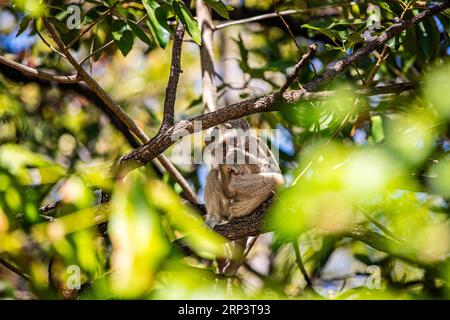 Singe vervet (Chlorocebus pygerythrus) assis sur une branche, Victoria Falls, Zimbabwe Banque D'Images