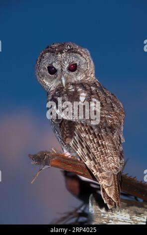 Tawny Owl (Strix aluco) Israël Banque D'Images