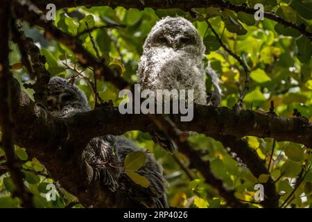 Tawny Owl (Strix aluco) Israël Banque D'Images