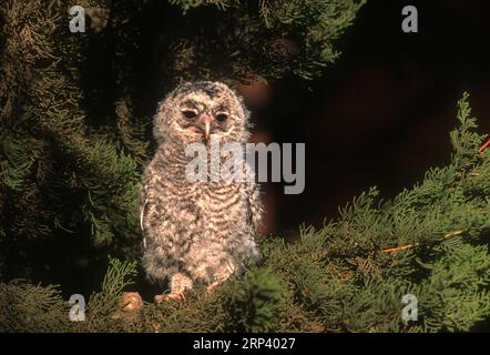 Tawny Owl (Strix aluco) Israël Banque D'Images