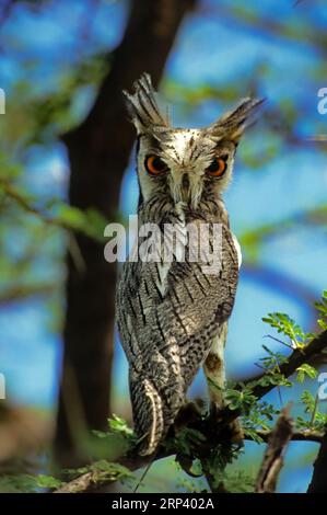 Hibou à visage blanc , Kenya Banque D'Images