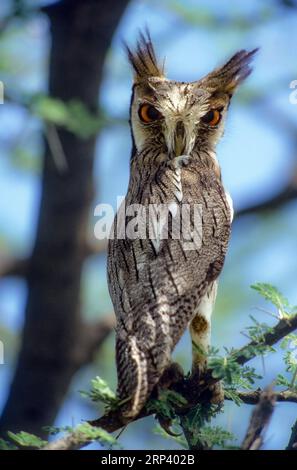 Hibou à visage blanc , Kenya Banque D'Images