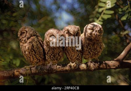 Chouette eurasienne (Otus scops) Banque D'Images