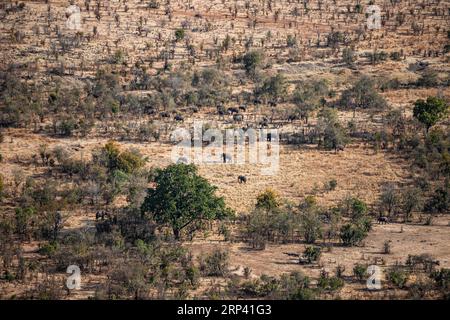 Vue aérienne d'un troupeau d'éléphants à Victoria Falls, Zimbabwe Banque D'Images