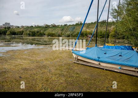 Stuttgart, Allemagne. 03 septembre 2023. Les plantes aquatiques prolifèrent au soleil dans le lac Max Eyth. Le lac par ailleurs propre est inhabituellement envahi par la végétation. High Olenka assurera un temps beau et sec à la fin de l'été en Allemagne au cours de la semaine à venir. "Le soleil brille largement de tôt à tard avec au plus des nuages de voile inoffensifs", a prédit dimanche le météorologue Tobias Reinartz du Service météorologique allemand à Offenbach. Avec une mise en garde : « la nuit, du brouillard peut se former localement, mais il sera rapidement « chauffé » par le soleil le matin. » Crédit : Christoph Schmidt/dpa/Alamy Live News Banque D'Images