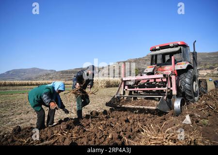 (181101) -- WEIYUAN, 1 novembre 2018 -- des agriculteurs collectent des racines d'astragale, un matériel médicinal traditionnel chinois, dans le village de Hejiawan, dans le comté de Weiyuan, dans le nord-ouest de la province du Gansu, le 1 novembre 2018. La production de plantes médicinales chinoises dans la province du Gansu, avec une superficie totale de plantation de 4,6 millions de mu (310 000 hectares), devrait atteindre 1,2 millions de tonnes en 2018. Les agriculteurs de plus de 1 300 villages pauvres ont bénéficié de la plantation d ' herbes aromatiques. (Hxy) CHINA-GANSU-WEIYUAN-CHINESE HERBAL MEDICINE (CN) ChenxBin PUBLICATIONxNOTxINxCHN Banque D'Images