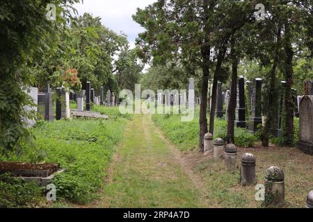 Allée de pierres tombales juives historiques dans l'ancien cimetière juif du cimetière central de Vienne (Wiener Zentralfriedhof). Les tombes sont envahies Banque D'Images