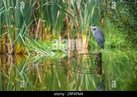 Héron gris, oiseau Ardea cinerea en habitat Banque D'Images