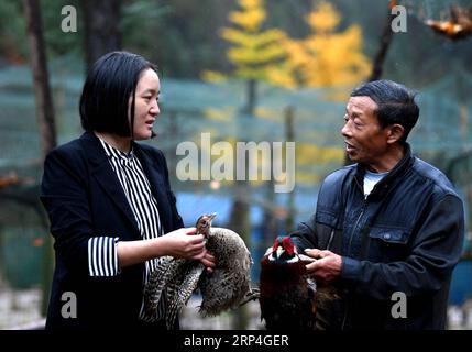 (181108) -- YUEXI, 8 novembre 2018 (Xinhua) -- Yu Chun, propriétaire de l'entreprise de commerce électronique Dr. Mother, s'entretient avec son employée dans un élevage de poulets dans le village de Tiantou du comté de Yuexi, province d'Anhui dans l'est de la Chine, 7 novembre 2018. Yu Chun, titulaire d'un doctorat de l'école de médecine de l'Université de Pékin, a quitté son emploi de fonctionnaire de Guangzhou, province du Guangdong, dans le sud de la Chine, en 2014, créer sa boutique en ligne pour promouvoir les produits locaux du comté de Yuexi dans la province d'Anhui où elle est née. Croyant que les œufs et les kiwis produits dans sa ville natale frappée par la pauvreté sont moins pollués Banque D'Images