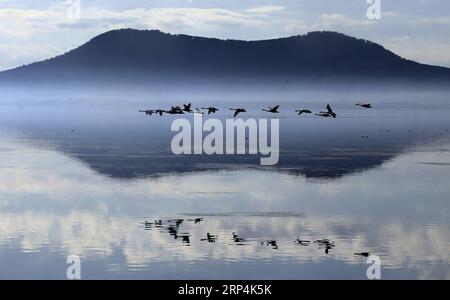 (181111) -- PÉKIN, 11 novembre 2018 -- des cygnes survolent un lac à Rongcheng, dans la province du Shandong de l est de la Chine, 4 novembre 2018.) XINHUA PHOTO CHOIX HEBDOMADAIRE WangxFudong PUBLICATIONxNOTxINxCHN Banque D'Images