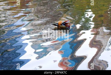 (181111) -- PÉKIN, 11 novembre 2018 -- Un canard mandarine est vu sur un étang à Central Park à New York, aux États-Unis, le 8 novembre 2018.) XINHUA PHOTO CHOIX HEBDOMADAIRE LixRui PUBLICATIONxNOTxINxCHN Banque D'Images