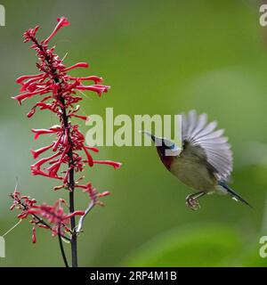 (181112) -- FUZHOU, 12 novembre 2018 -- Un oiseau soleil vole au milieu des fleurs dans le parc forestier national de Fuzhou à Fuzhou, capitale de la province du Fujian du sud-est de la Chine, 10 novembre 2018.) (Ry) CHINA-FUZHOU-FLOWERS-BIRD (CN) MeixYongcun PUBLICATIONxNOTxINxCHN Banque D'Images