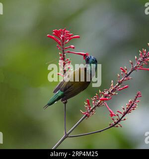 (181112) -- FUZHOU, 12 novembre 2018 -- Un oiseau soleil recueille le miel d'une fleur dans le parc forestier national de Fuzhou à Fuzhou, capitale de la province du Fujian du sud-est de la Chine, 10 novembre 2018.) (Ry) CHINA-FUZHOU-FLOWERS-BIRD (CN) MeixYongcun PUBLICATIONxNOTxINxCHN Banque D'Images