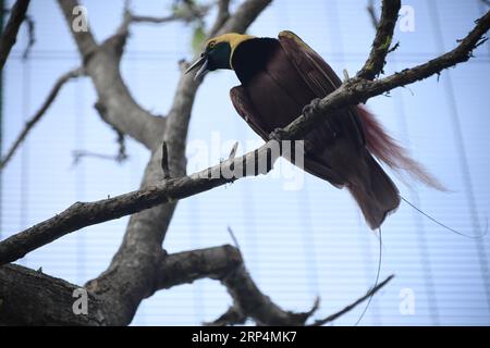 (181112) -- PORT MORESBY, 12 novembre 2018 -- la photo prise le 11 novembre 2018 montre un oiseau de paradis à Port Moresby, Papouasie-Nouvelle-Guinée. Les dirigeants des économies de la région Asie-Pacifique se réunissent à Port Moresby, la capitale de la Papouasie-Nouvelle-Guinée, pour la semaine des dirigeants de la coopération économique Asie-Pacifique (APEC) du 12 au 18 novembre. (dtf) PAPOUASIE-NOUVELLE-GUINÉE-PORT MORESBY-APEC LuixSiuxWai PUBLICATIONxNOTxINxCHN Banque D'Images