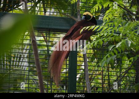 (181112) -- PORT MORESBY, 12 novembre 2018 -- la photo prise le 11 novembre 2018 montre un oiseau de paradis à Port Moresby, Papouasie-Nouvelle-Guinée. Les dirigeants des économies de la région Asie-Pacifique se réunissent à Port Moresby, la capitale de la Papouasie-Nouvelle-Guinée, pour la semaine des dirigeants de la coopération économique Asie-Pacifique (APEC) du 12 au 18 novembre. (dtf) PAPOUASIE-NOUVELLE-GUINÉE-PORT MORESBY-APEC LuixSiuxWai PUBLICATIONxNOTxINxCHN Banque D'Images