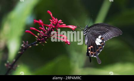 (181113) -- FUZHOU, 13 novembre 2018 -- Un papillon vole au milieu des fleurs dans le parc forestier national de Fuzhou à Fuzhou, capitale de la province du Fujian du sud-est de la Chine, 11 novembre 2018.) (Ry) CHINA-FUZHOU-FLOWERS-PAPILLON (CN) MeixYongcun PUBLICATIONxNOTxINxCHN Banque D'Images