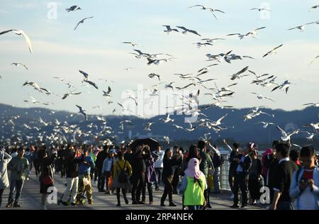 (181114) -- KUNMING, 14 novembre 2018 -- les gens voient des goélands à bec rouge au lac Dianchi à Kunming, capitale de la province du Yunnan du sud-ouest de la Chine, le 14 novembre 2018. Les goélands à bec rouge volent à Kunming pour un temps plus chaud pour vivre pendant l'hiver.) (ly) CHINA-KUNMING-RED-BEC GOÉLANDS (CN) LinxYiguang PUBLICATIONxNOTxINxCHN Banque D'Images