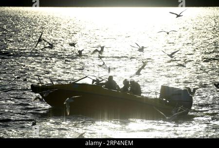 (181114) -- KUNMING, 14 novembre 2018 -- les gens voient des goélands à bec rouge en naviguant autour du lac Dianchi à Kunming, capitale de la province du Yunnan du sud-ouest de la Chine, le 14 novembre 2018. Les goélands à bec rouge volent à Kunming pour un temps plus chaud pour vivre pendant l'hiver.) (ly) CHINA-KUNMING-RED-BEC GOÉLANDS (CN) LinxYiguang PUBLICATIONxNOTxINxCHN Banque D'Images