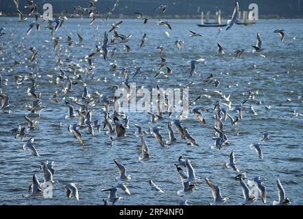 (181114) -- KUNMING, 14 novembre 2018 -- des goélands à bec rouge survolent le lac Dianchi à Kunming, capitale de la province du Yunnan du sud-ouest de la Chine, le 14 novembre 2018. Les goélands à bec rouge volent à Kunming pour un temps plus chaud pour vivre pendant l'hiver.) (ly) CHINA-KUNMING-RED-BEC GOÉLANDS (CN) LinxYiguang PUBLICATIONxNOTxINxCHN Banque D'Images
