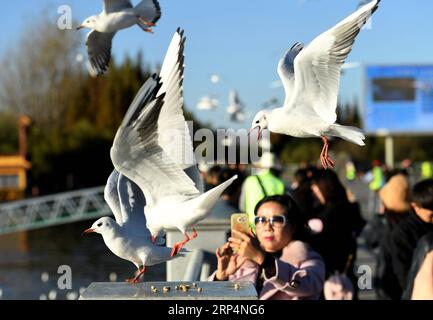(181114) -- KUNMING, 14 novembre 2018 -- les gens voient des goélands à bec rouge au lac Dianchi à Kunming, capitale de la province du Yunnan du sud-ouest de la Chine, le 14 novembre 2018. Les goélands à bec rouge volent à Kunming pour un temps plus chaud pour vivre pendant l'hiver.) (ly) CHINA-KUNMING-RED-BEC GOÉLANDS (CN) LinxYiguang PUBLICATIONxNOTxINxCHN Banque D'Images