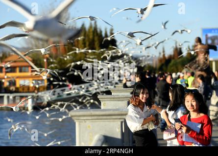 (181114) -- KUNMING, 14 novembre 2018 -- les gens voient des goélands à bec rouge au lac Dianchi à Kunming, capitale de la province du Yunnan du sud-ouest de la Chine, le 14 novembre 2018. Les goélands à bec rouge volent à Kunming pour un temps plus chaud pour vivre pendant l'hiver.) (ly) CHINA-KUNMING-RED-BEC GOÉLANDS (CN) LinxYiguang PUBLICATIONxNOTxINxCHN Banque D'Images