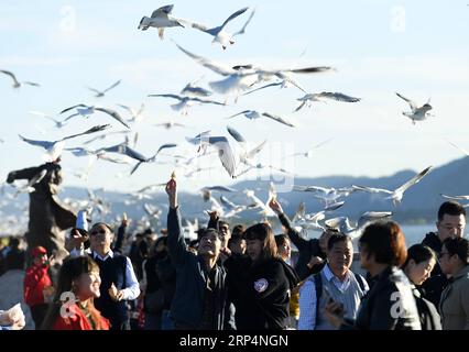(181114) -- KUNMING, 14 novembre 2018 -- les gens voient des goélands à bec rouge au lac Dianchi à Kunming, capitale de la province du Yunnan du sud-ouest de la Chine, le 14 novembre 2018. Les goélands à bec rouge volent à Kunming pour un temps plus chaud pour vivre pendant l'hiver.) (ly) CHINA-KUNMING-RED-BEC GOÉLANDS (CN) LinxYiguang PUBLICATIONxNOTxINxCHN Banque D'Images