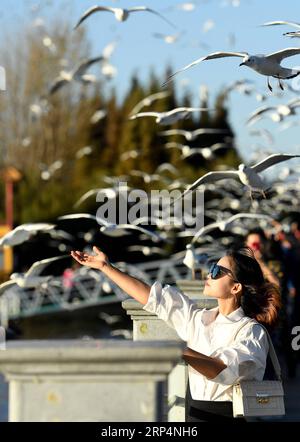 (181114) -- KUNMING, 14 novembre 2018 -- les gens nourrissent des goélands à bec rouge au lac Dianchi à Kunming, capitale de la province du Yunnan du sud-ouest de la Chine, 14 novembre 2018. Les goélands à bec rouge volent à Kunming pour un temps plus chaud pour vivre pendant l'hiver.) (ly) CHINA-KUNMING-RED-BEC GOÉLANDS (CN) LinxYiguang PUBLICATIONxNOTxINxCHN Banque D'Images