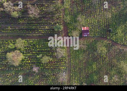 (181116) -- CHAMPASAK, 16 novembre 2018 (Xinhua) -- une photo aérienne prise le 16 novembre 2018 montre une plantation de thé sur le plateau de Bolaven dans la province de Champasak, Laos. (Xinhua/Liu Ailun)(dtf) LAOS-CHAMPASAK-BOLAVEN PLATEAU PUBLICATIONxNOTxINxCHN Banque D'Images