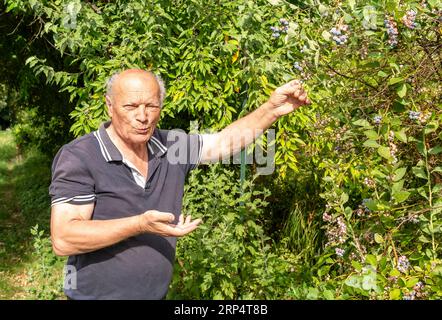 Un homme âgé mange des myrtilles de la plante dans le potager. Banque D'Images