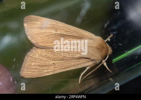 Mythimna pallens (Mythimna pallens) capturée lors d'une soirée de piégeage des mites, Hampshire, Angleterre, Royaume-Uni Banque D'Images