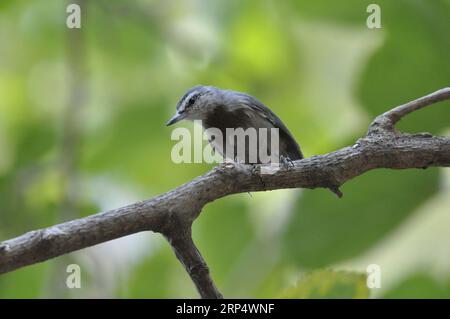 Nuthatch de Krüper ( Sitta krueperi) Banque D'Images