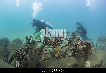 (181120) -- LINGSHUI, 20 novembre 2018 -- des instructeurs de plongée vérifient la croissance des coraux dans la mer dans la zone pittoresque de l'île de Fenjiezhou, dans le comté autonome de Lingshui Li, province de Hainan, dans le sud de la Chine, 18 novembre 2018. Outre les principaux groupes de touristes sur les excursions sous-marines, quelque 100 instructeurs de plongée ici se portent volontaires pour aider aux activités d'entretien des récifs coralliens, telles que la transplantation de coraux dans les zones de restauration désignées. Maintenant, la couverture de corail atteint 13,16 pour cent dans la zone pittoresque et 30 pour cent à 40 pour cent dans la zone de plongée. ) CHINE-HAINAN-INSTRUCTEUR DE PLONGÉE-RÉCIF CORALLIEN RES Banque D'Images