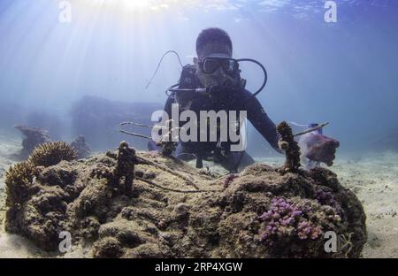 (181120) -- LINGSHUI, 20 novembre 2018 -- Un instructeur de plongée enlève des débris de coraux dans la mer dans la zone pittoresque de l'île de Fenjiezhou, dans le comté autonome de Lingshui Li, province de Hainan du sud de la Chine, 18 novembre 2018. Outre les principaux groupes de touristes sur les excursions sous-marines, quelque 100 instructeurs de plongée ici se portent volontaires pour aider aux activités d'entretien des récifs coralliens, telles que la transplantation de coraux dans les zones de restauration désignées. Maintenant, la couverture de corail atteint 13,16 pour cent dans la zone pittoresque et 30 pour cent à 40 pour cent dans la zone de plongée. ) CHINE-HAINAN-INSTRUCTEUR DE PLONGÉE-CORAL REEF REST Banque D'Images