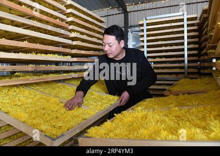 (181121) -- TANGSHAN, 21 novembre 2018 -- Un membre du personnel d'une usine de transformation du chrysanthème vérifie la qualité des fleurs de chrysanthème dans le village de Dongzhuangdian, dans le comté de Luannan, dans la province du Hebei, dans le nord de la Chine, le 21 novembre 2018. L'industrie de plantation et de transformation du chrysanthème a été développée ici pour aider à augmenter les revenus des villageois. )(wsw) CHINA-HEBEI-CHRYSANTHÈME PLANTER (CN) MuxYu PUBLICATIONxNOTxINxCHN Banque D'Images