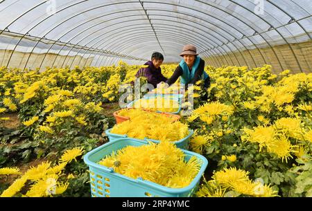 (181121) -- TANGSHAN, 21 novembre 2018 -- des agriculteurs récoltent le chrysanthème dans la serre du village de Dongzhuangdian, dans le comté de Luannan, province du Hebei, dans le nord de la Chine, 21 novembre 2018. L'industrie de plantation et de transformation du chrysanthème a été développée ici pour aider à augmenter les revenus des villageois. )(wsw) CHINA-HEBEI-CHRYSANTHÈME PLANTER (CN) MuxYu PUBLICATIONxNOTxINxCHN Banque D'Images